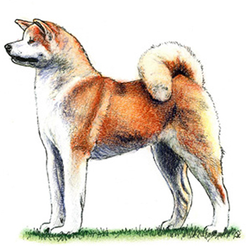 (image for) Japanese Akita Inu