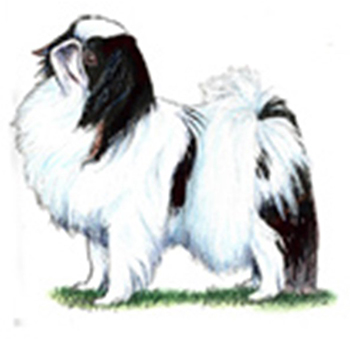 (image for) Japanese Chin