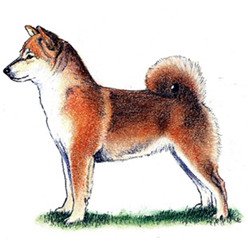 (image for) Japanese Shiba Inu