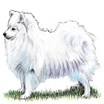 (image for) Japanese Spitz