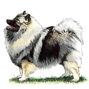 (image for) Keeshond