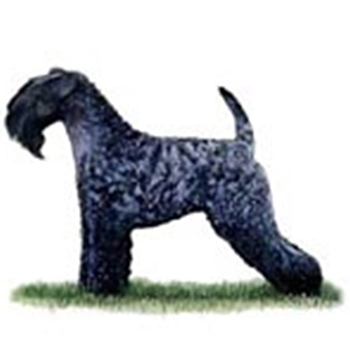 (image for) Kerry Blue Terrier