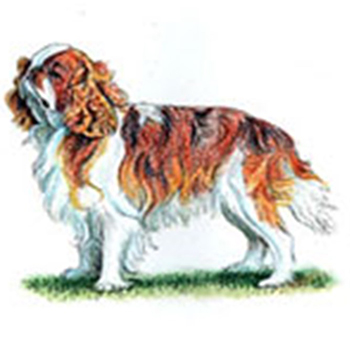 (image for) King Charles Spaniel