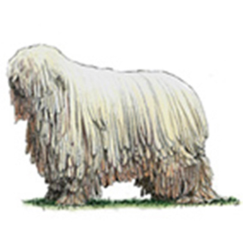 (image for) Komondor