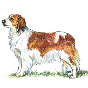 (image for) Kooikerhondje