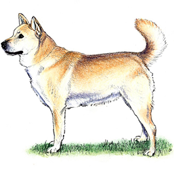 (image for) Korean Jindo