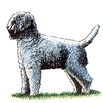 (image for) Lagotto Romagnolo