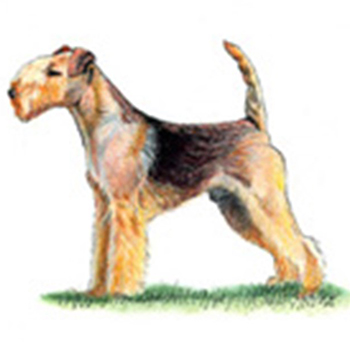 (image for) Lakeland Terrier