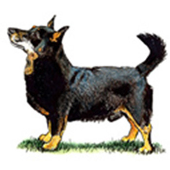 (image for) Lancashire Heeler