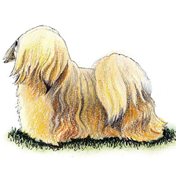 (image for) Lhasa Apso