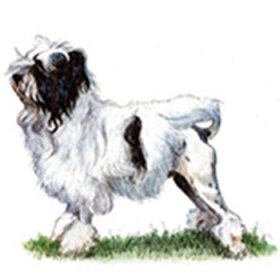 Lowchen (Little Lion Dog)