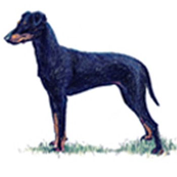 (image for) Manchester Terrier