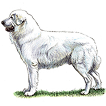 (image for) Maremma Sheepdog