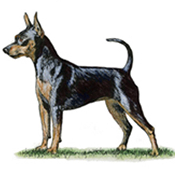 (image for) Miniature Pinscher