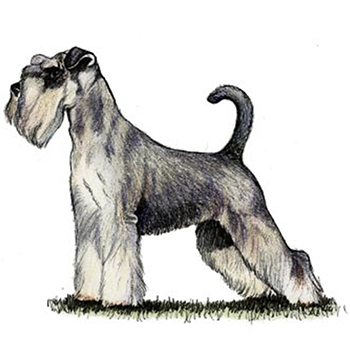 (image for) Miniature Schnauzer