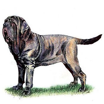 (image for) Neopolitan Mastiff