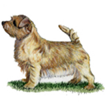 (image for) Norfolk Terrier