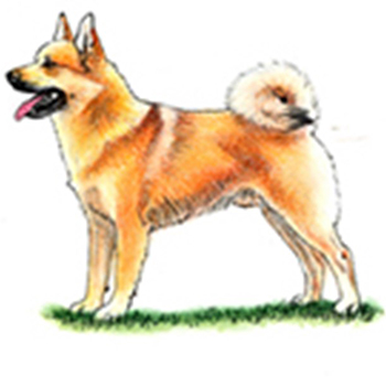 (image for) Norwegian Buhund