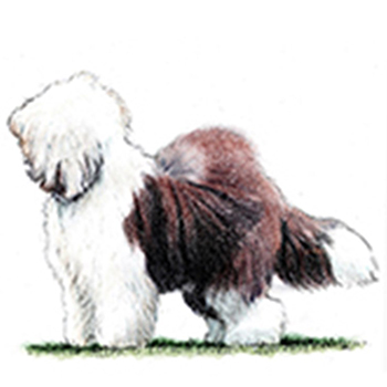 (image for) Old English Sheepdog