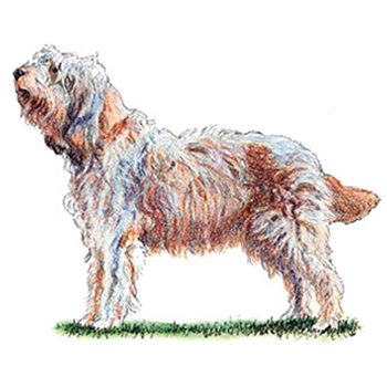 (image for) Otterhound