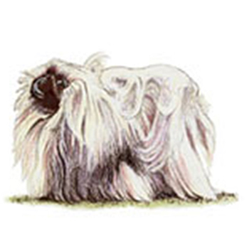 (image for) Pekingese