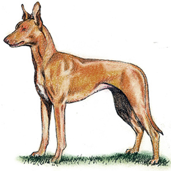 (image for) Pharaoh Dog