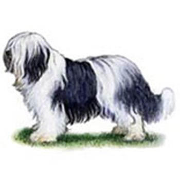 (image for) Polish Lowland Sheepdog