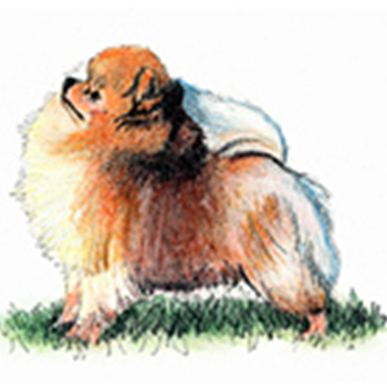 (image for) Pomeranian