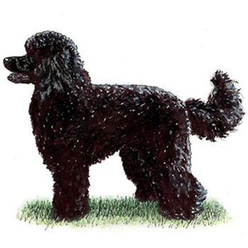 (image for) Miniature Poodle