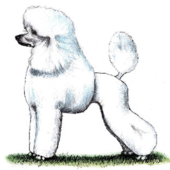 (image for) Poodle - Standard