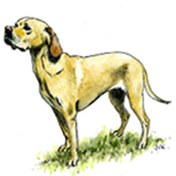 (image for) Portuguese Pointer