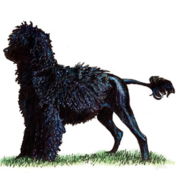 (image for) Portuguese Waterdog