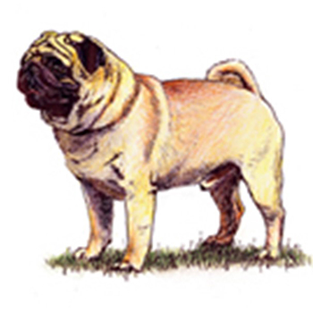 (image for) Pug