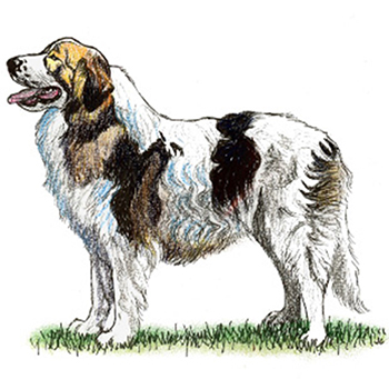 (image for) Pyrenean Mastiff