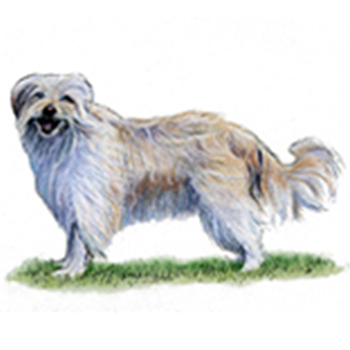 (image for) Pyranean Sheepdog - Long Haired