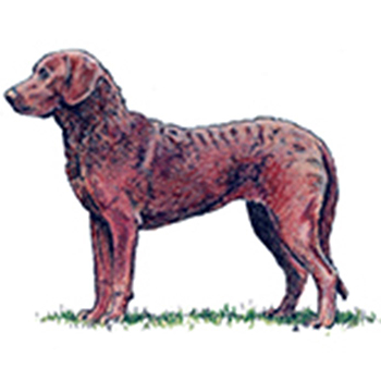 (image for) Retriever - Chesapeake Bay