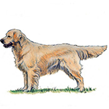 (image for) Golden Retriever