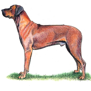 (image for) Rhodesian Ridgeback