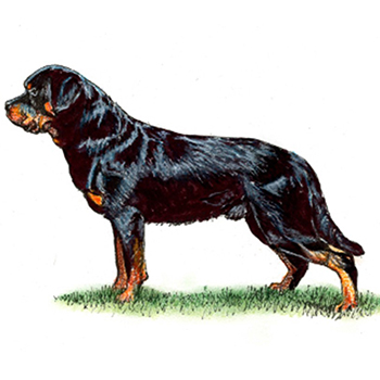 (image for) Rottweiler