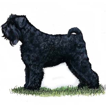 (image for) Russian Black Terrier