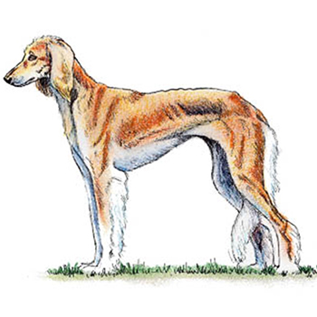 (image for) Saluki