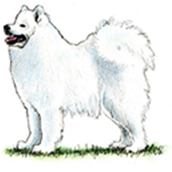 (image for) Samoyed