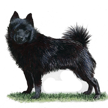 (image for) Schipperke