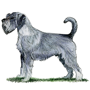 (image for) Schnauzer