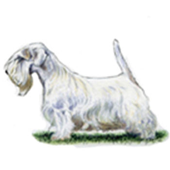 (image for) Sealyham Terrier