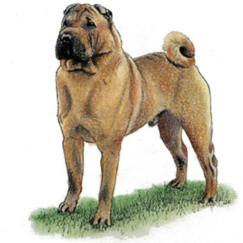 (image for) Shar Pei