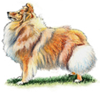 (image for) Shetland Sheepdog