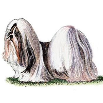 (image for) Shih Tzu