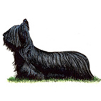 (image for) Skye Terrier