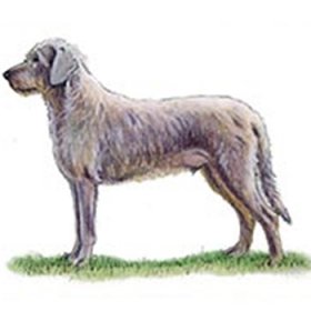 Slovakian Rough Haired Pointer